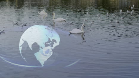 globe animation over swans swimming in lake