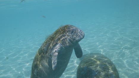 baby manatee calf in shallow water floating