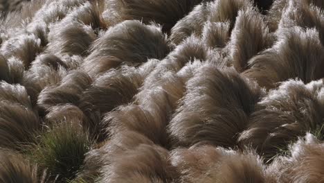 close up view of a grassland on a windy day