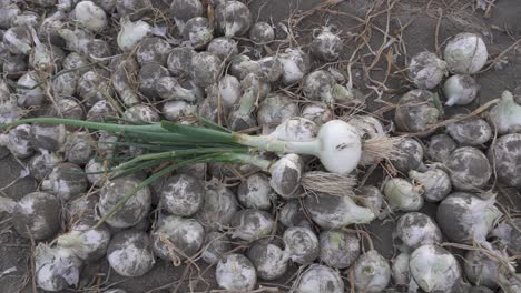 closeup of fresh harvested organic onions lying on the ground in a farm