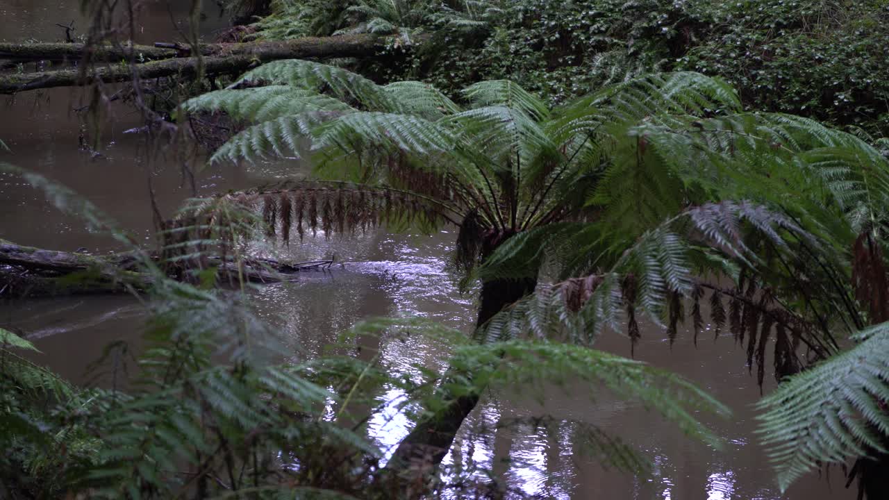 Murky river flowing in Californian red gum forest amongst ferns