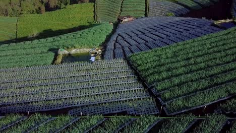 Vista-Aérea-De-Granjero-Con-Sombrero-Cónico-Asiático-Trabajando-En-Plantaciones-En-Indonesia-A-La-Luz-Del-Sol