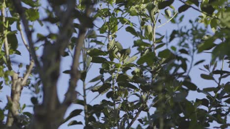 Tranquil-Woodland-Forest-Foliage-and-Leaves