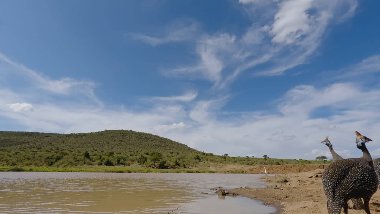 Galinhas-d'angola-de-capacete caminhando em torno de um charco lamacento