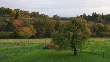 farmland with wood fences and autumn-colored forest in sommerain, houffalize, belgium