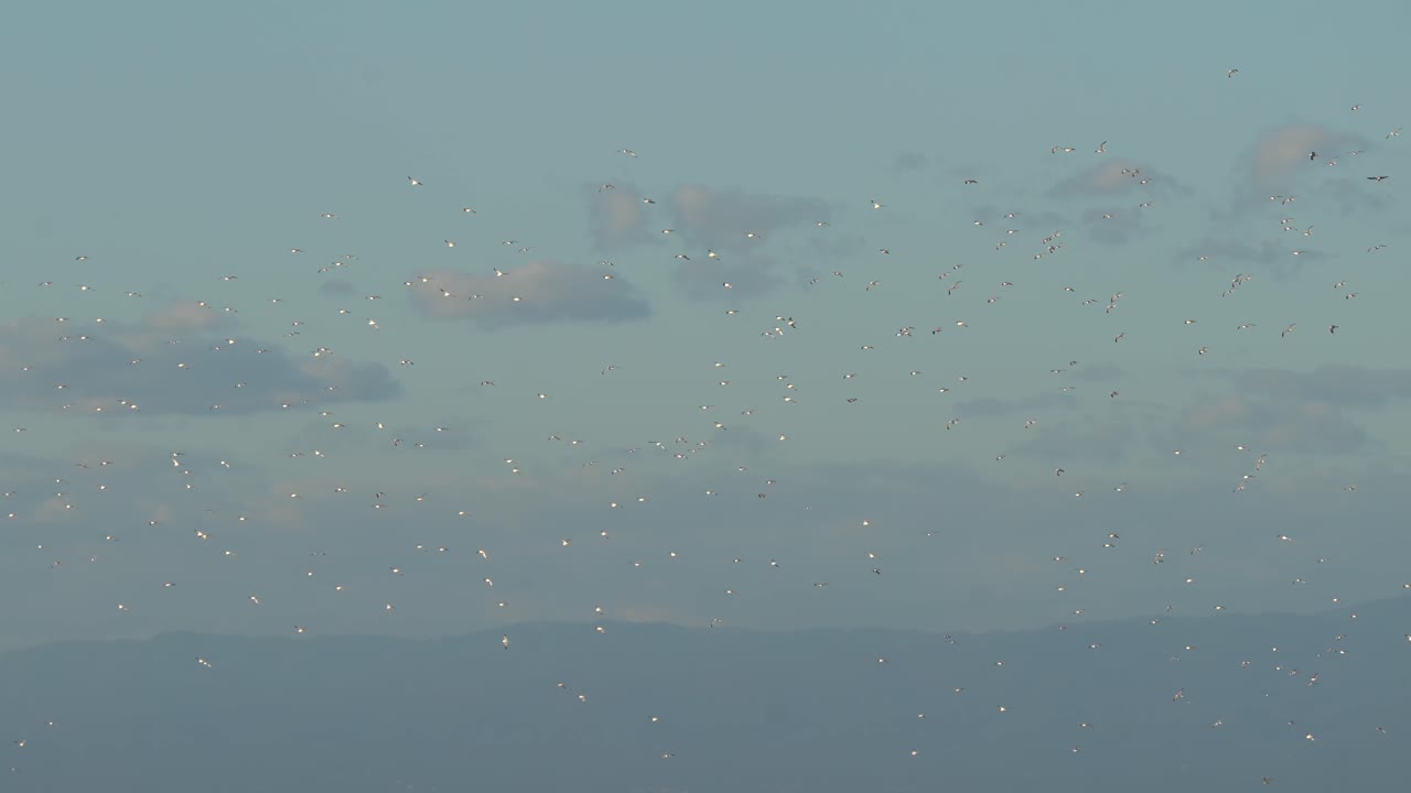 갈매기 떼가 하늘을 난다.