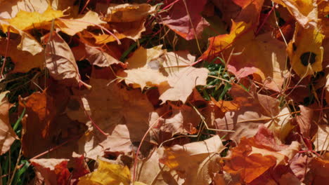 colorful maple leave autumn foliage fallen to the ground on a sunny day