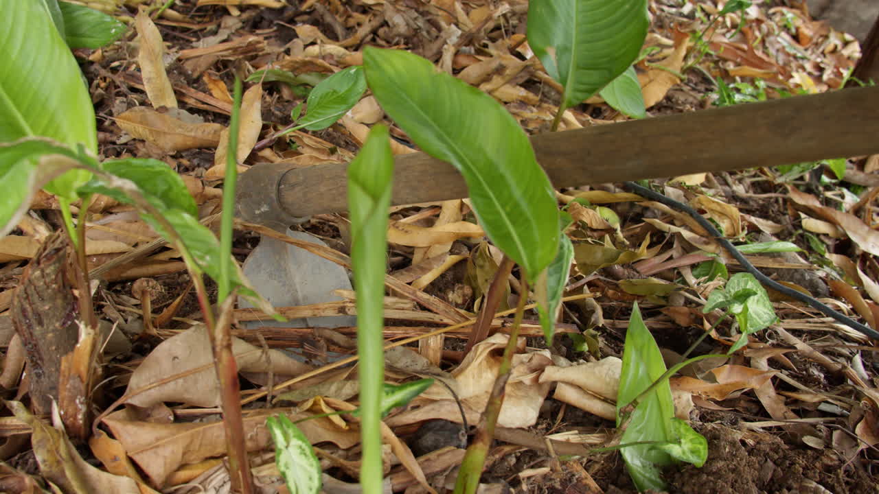 Gardener using hoe to loosen soil in garden. High angle, close up