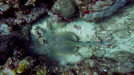 Beautiful-Bluespotted-Ribbontail-ray-searching-for-preys-on-the-sand-surrounded-by-colorful-corals