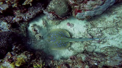 beautiful bluespotted ribbontail ray searching for preys on the sand surrounded by colorful corals