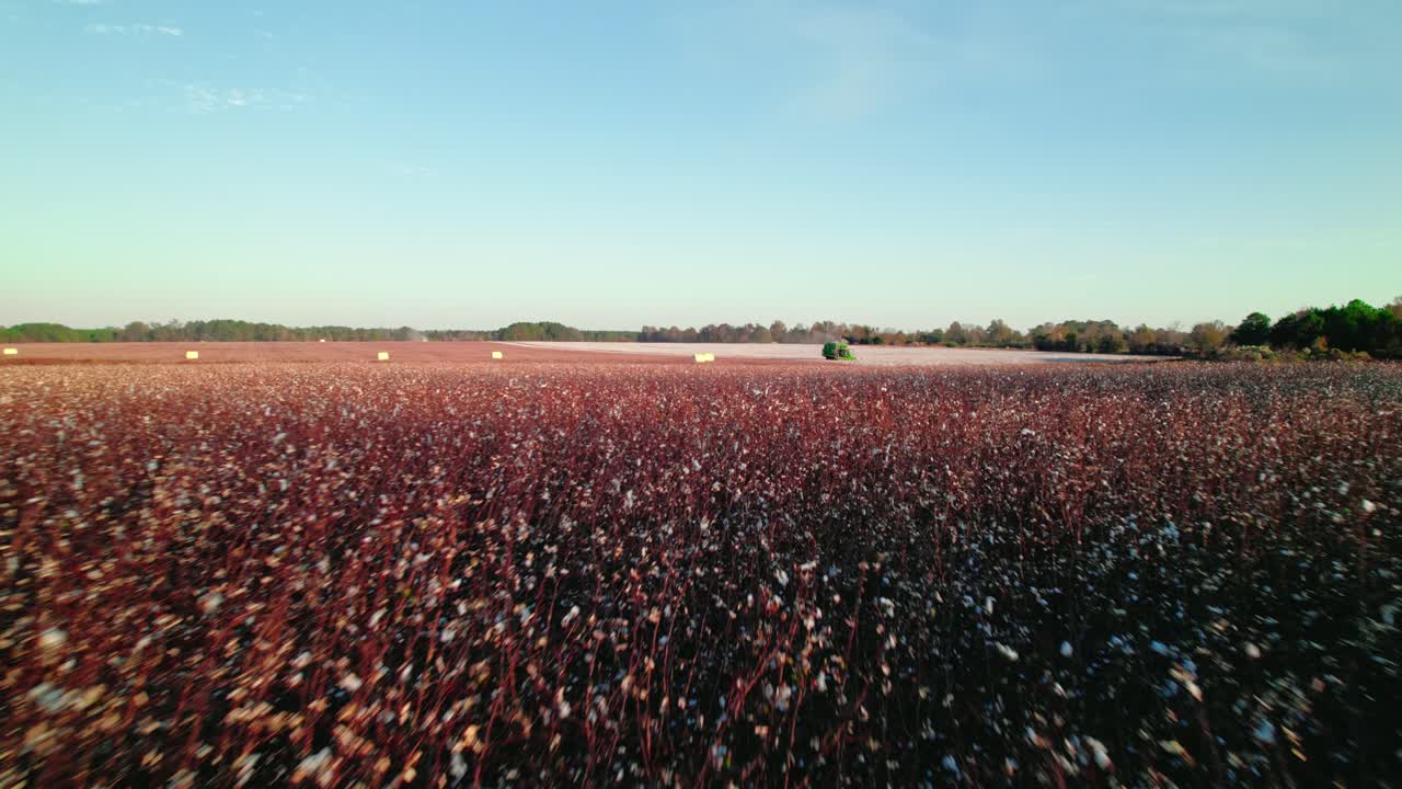 ángulo bajo volando sobre el campo de algodón cerca de las balas verdes dejadas por el tractor combinado de recolección de algodón