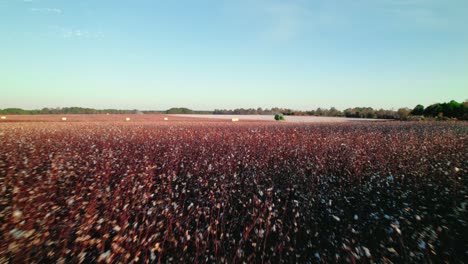 low-angle-flying-above-cotton-field-near-green-bales-left-by-cotton-picker-combine-tractor