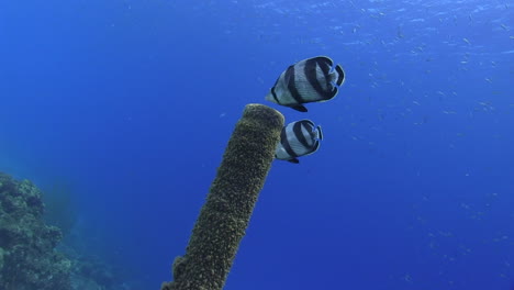 two banded butterflyfish hover above a purple tube sponge, while a school of small fish flit around the blue water behind them