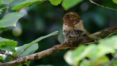 the javan frogmouth or horsfield's frogmouth is found in thailand and other asian countries