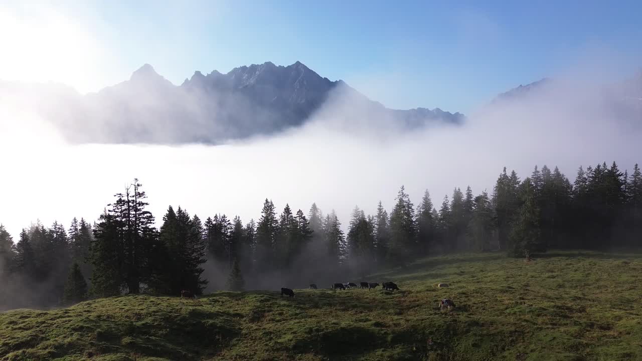 Letecký pohled na krávy pasoucí se časně ráno v horách Rakouských Alp. Pohoří nad mraky v pozadí.