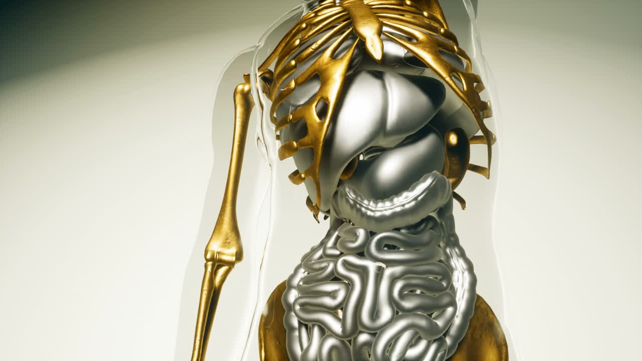 장기를 가진 인간 골격  ⁇  모델