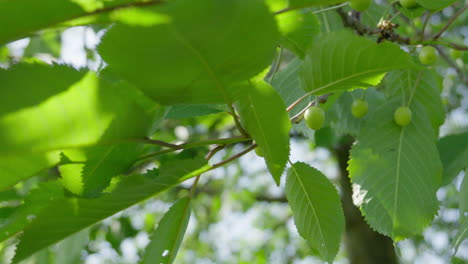 Green-cherries-ripening-on-a-sunny-day-with-vibrant-leaves