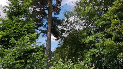 Pinos-Y-Follaje-Verde,-Panorámica-Lenta-Hasta-El-Cielo-Azul-Con-Nubes