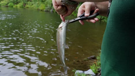 Pescador-Desenganchando-Trucha-Arco-Iris-En-El-Río