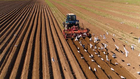 agricultural work on a tractor farmer sows grain. hungry birds are flying behind the tractor, and eat grain from the arable land.