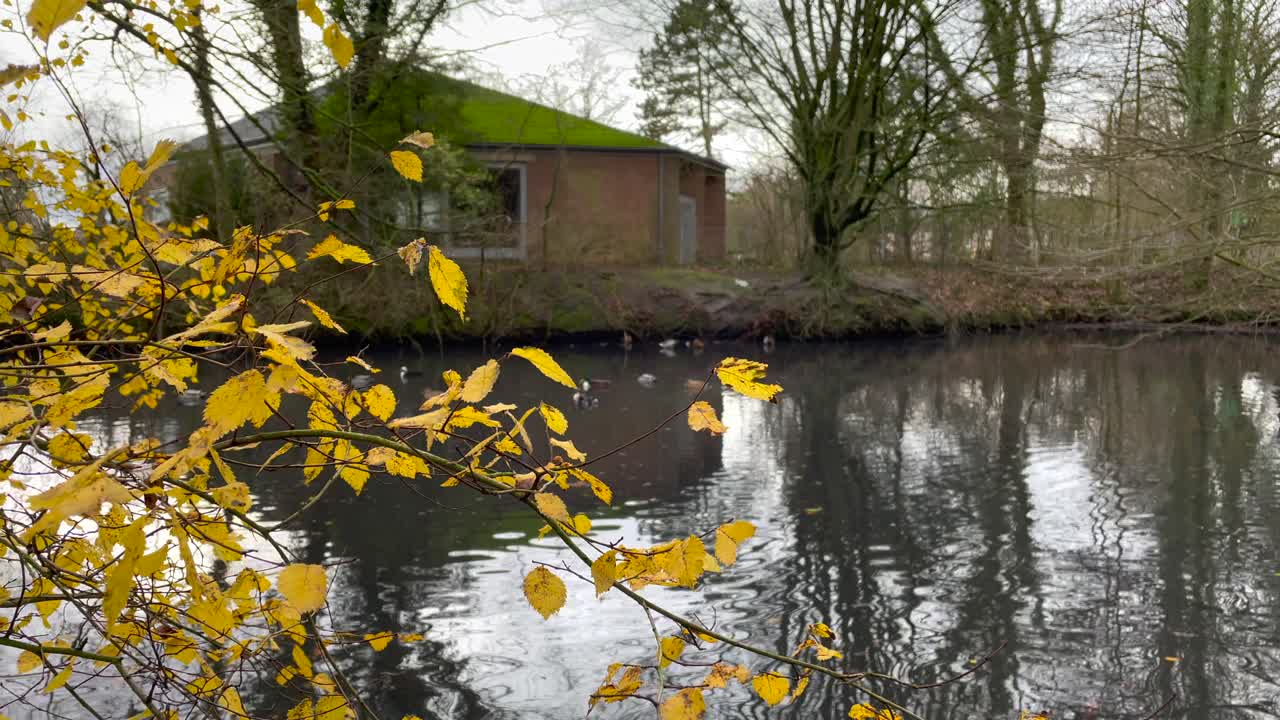 primer plano estático de hojas amarillas en el árbol y la familia de patos en el lago en segundo plano durante el día otoñal