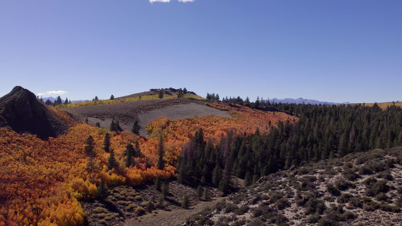 Drone Shot of Fall Colors in a Meadow in Mono County, California - Orbit backwards to reveal stunning fall colors in the Eastern Sierra