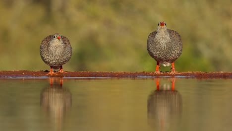 wide shot of two young swainson's spurfowl drinking in the golden morning light, greater kruger