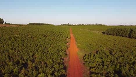 aerial delight across yerba mate plantation over red soil