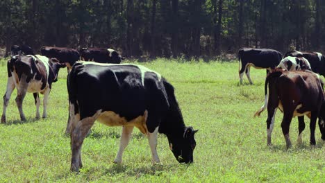 cows peacefully grazing on green pastureland