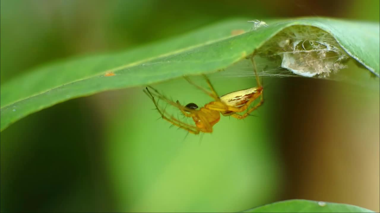 Araneus diadematus. Spider cross-shaped in summer forest. Genus of araneomorph spiders of orb-web family Araneidae. Spider Araneus close-up on a web against a background of green nature