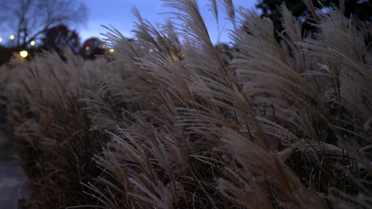 舒適的長草在公園的黃昏吹在風中