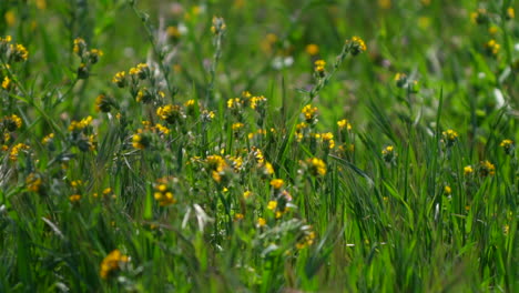 flores silvestres de primavera que soplan en la brisa de la montaña en un día idílico - aislado
