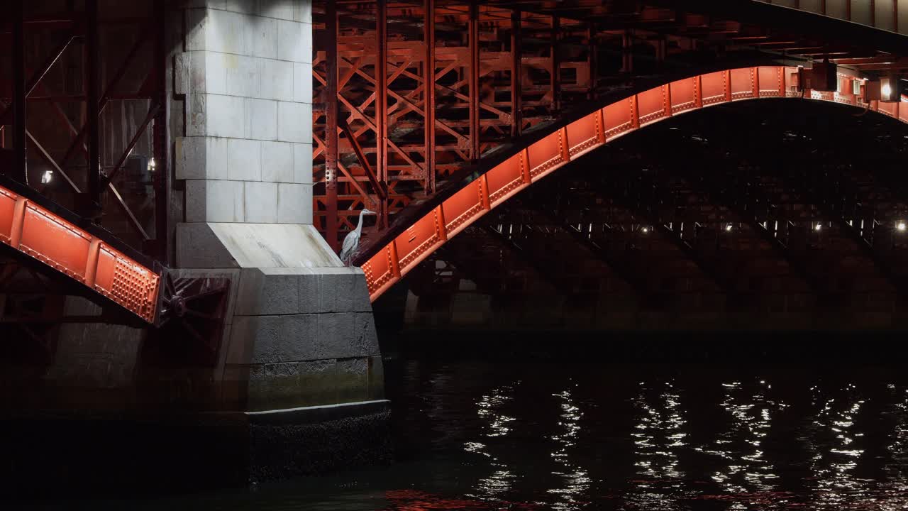 Night Scene of Heron in Urban River Setting. Heron Standing Beneath Illuminated Red Bridge at Night