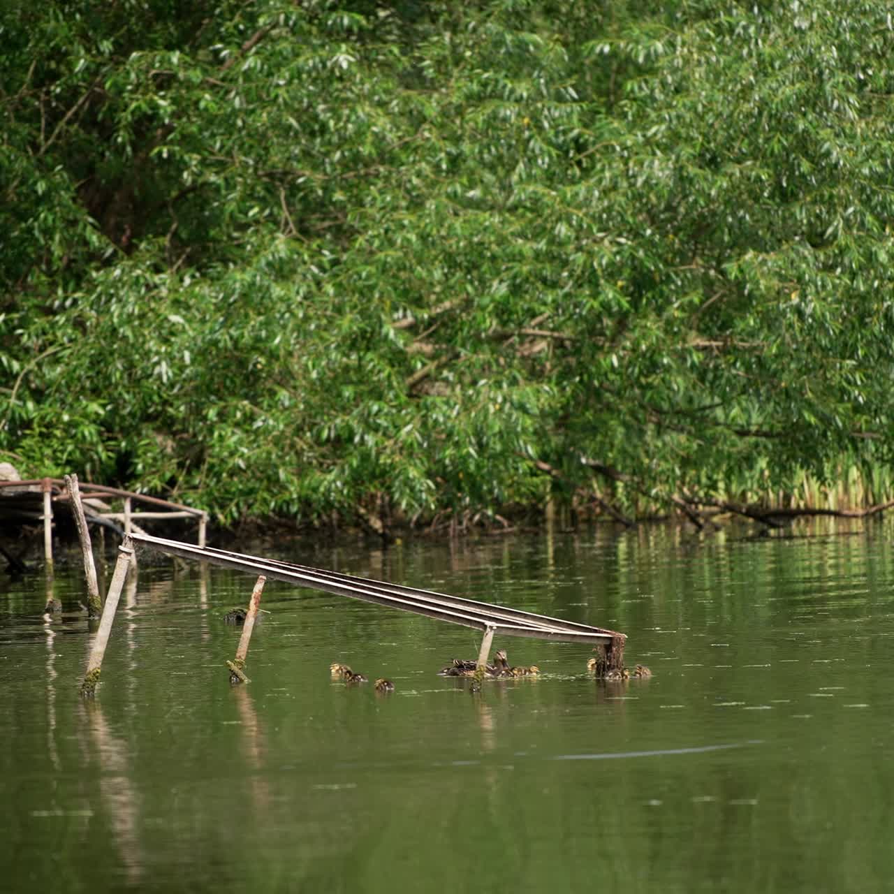 Mallard duck family swimming by the river near the old broken bridge. Waterfowl in their natural habitat. Greenery at backdrop