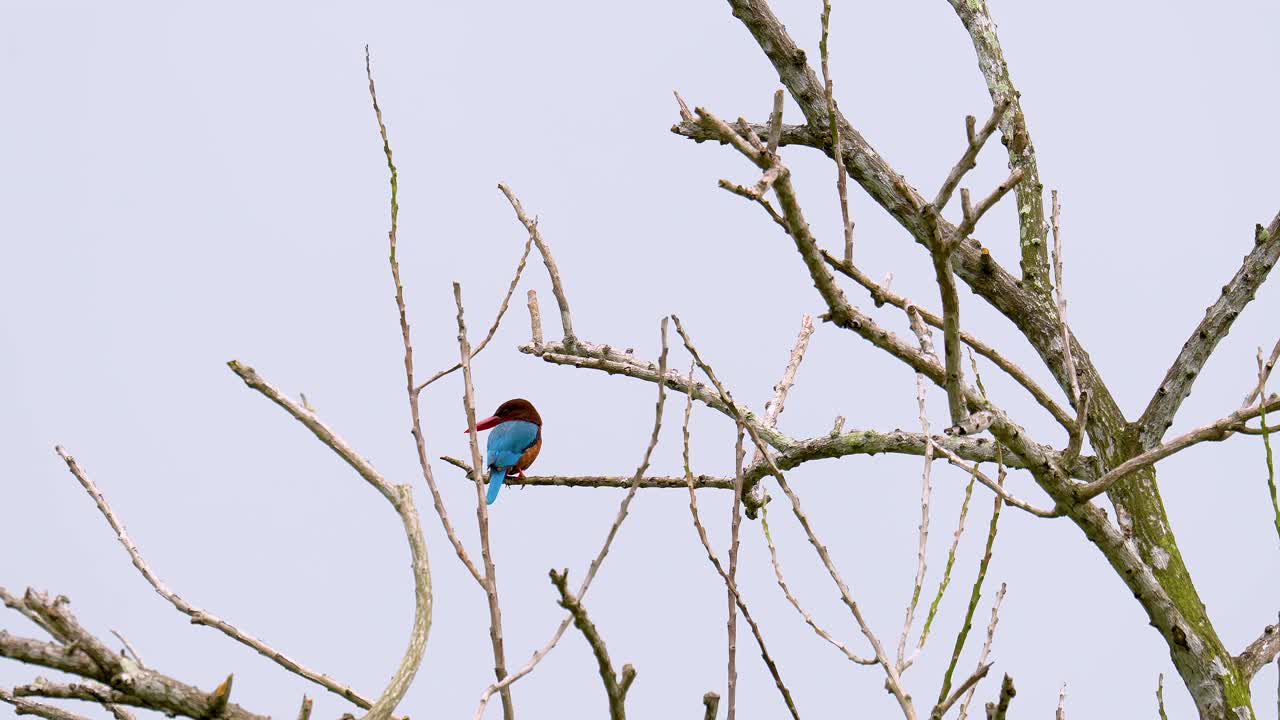 White-throated Kingfisher (Halcyon smyrnensis) bird perched on a bare branch isolated white background. Blue brown bird on dead tree
