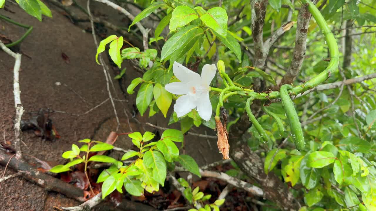 Filmato al rallentatore di un fiore e baccelli di vaniglia bianca nella foresta in una giornata piovosa, gocce di pioggia 25 fps
