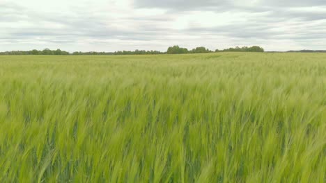 Cultivos-De-Campo-De-Cebada-Verde