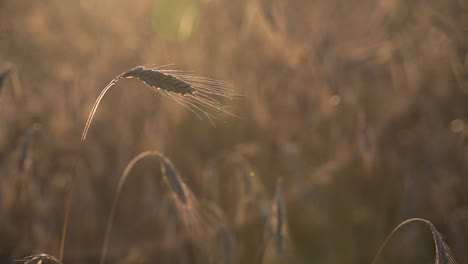 wheat field, ears of wheat swaying from the gentle wind