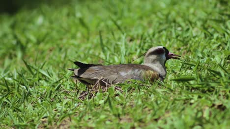 Female-Southern-Lapwing-Bird-hatching-eggs-at-Botanical-Garden-in-Bauru---Close-shot