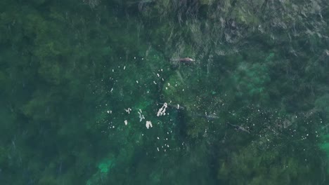 A-slow-motion-shot-of-dolphins-surfacing-in-the-clear-waters-of-the-indian-ocean