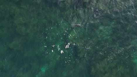 a slow motion shot of dolphins surfacing in the clear waters of the indian ocean
