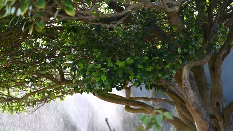 camelia tree dripping in water from garden sprinkler in sunlight with water sparkling and blurred background