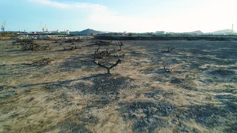 restos de árboles cubiertos de asfalto negro escorrentía del lago de la refinería de petróleo, terrenos de limpieza de peligros ambientales