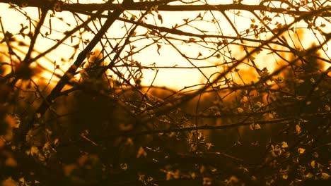 Neue-Birkenblätter-Flattern-Im-Wind-Während-Des-Tiefgelben-Sonnenuntergangs-Am-Himmel,-Lettland