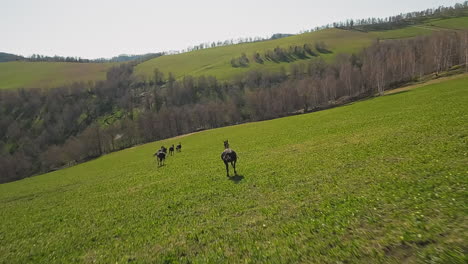 young stallion follows horses running downhill in valley