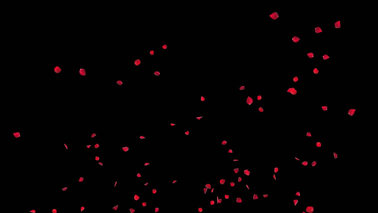 장미 꽃잎이 떨어지는 것