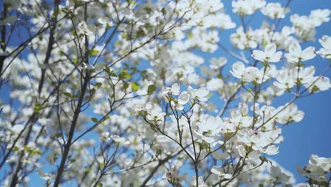 Weiße-Blumen-Blühen-Im-Baum,-Der-Im-Wind-Weht