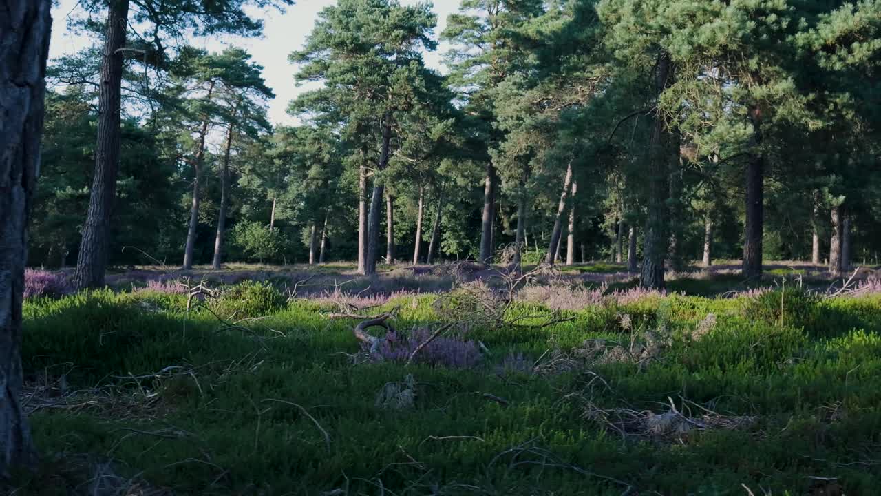 Paesaggio forestale con erica e pini