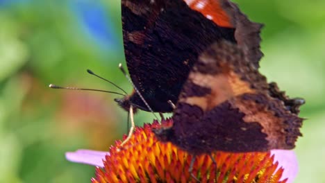 un primerísimo plano macro de dos pequeñas mariposas de concha de tortuga naranja sentadas en flor cónica púrpura sobre fondo verde