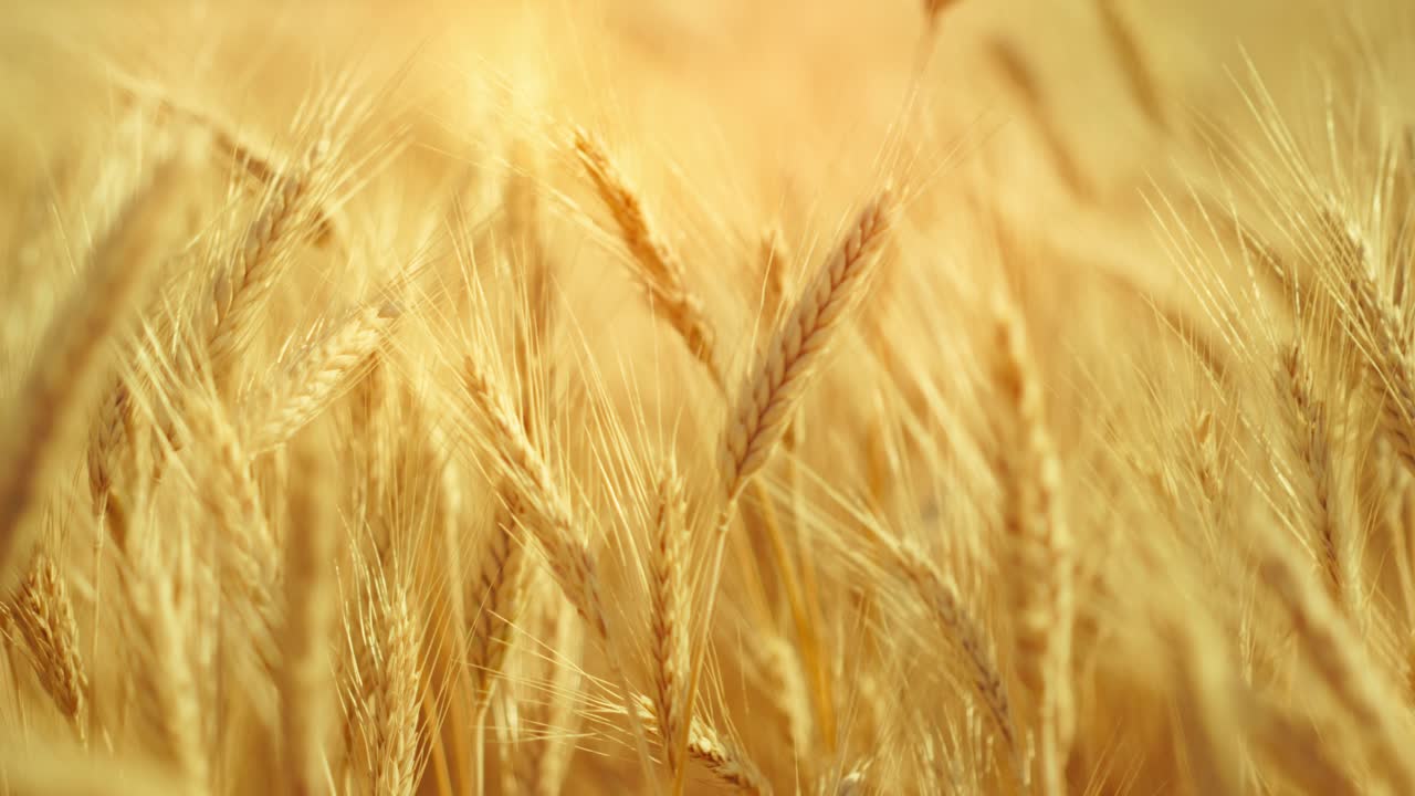 A truly cinematic shot of golden wheat swaying in the summer breeze, bathed in warm sunlight. Captures the peaceful, abundant beauty of nature